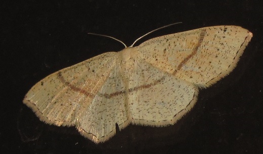 Cyclophora punctaria? S